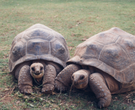 leguat-giant-tortoise