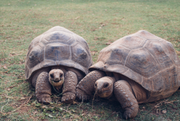 leguat-giant-tortoise