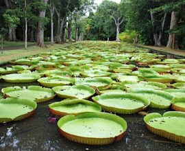 pamplemousses-garden1