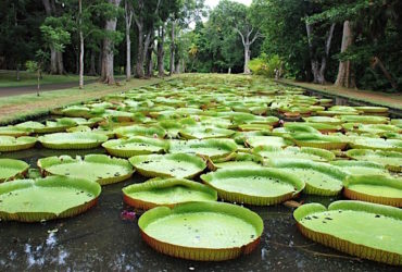pamplemousses-garden1