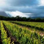winelands-lanzerac-south-africa-safari